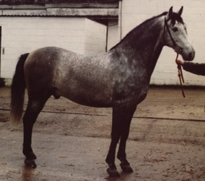 1984 - Bailor II - Nat CH Stallion 1984