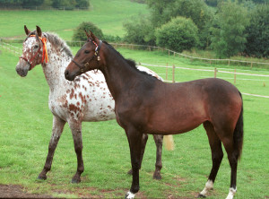 Two Partbred daughters of Jardinero X bred by Mr & Mrs Andrews