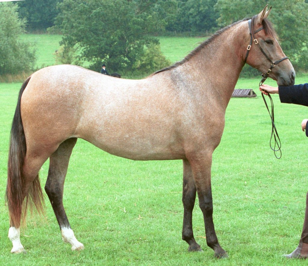 Hispanoarab Breeding in the UK The British Association for the Pure