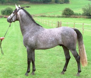 Desperado 50% Ha colt in 2001 bred by Bryndyfan Stud, Wales