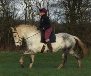 Rancar Frank cantering with rider 2016 crpd