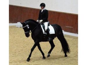 Jascal ridden trot -test