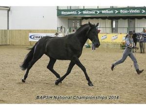 Jascal In-hand trot 2014 National Show