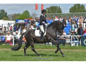 Jascal ridden canter 2016 Royal Windsor show