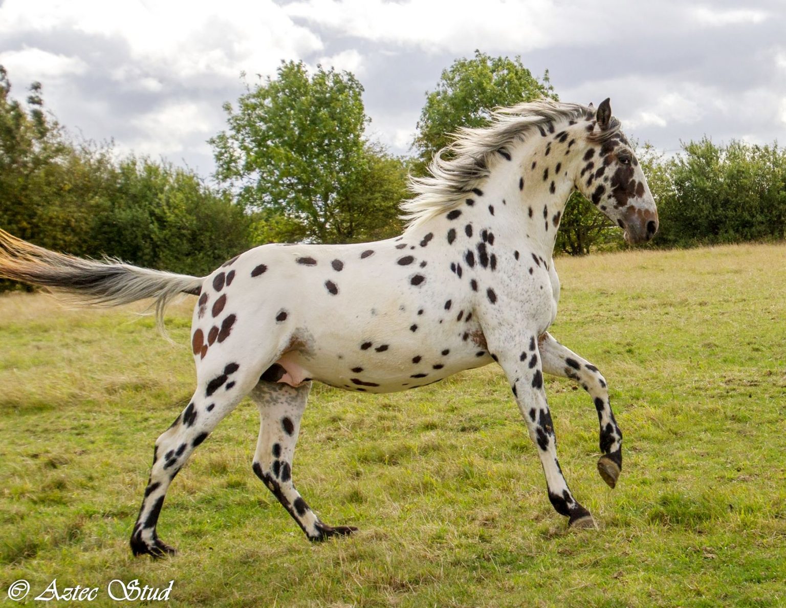 Spanish Spotted Saddle Horse The British Association for the Pure Bred Spanish Horse