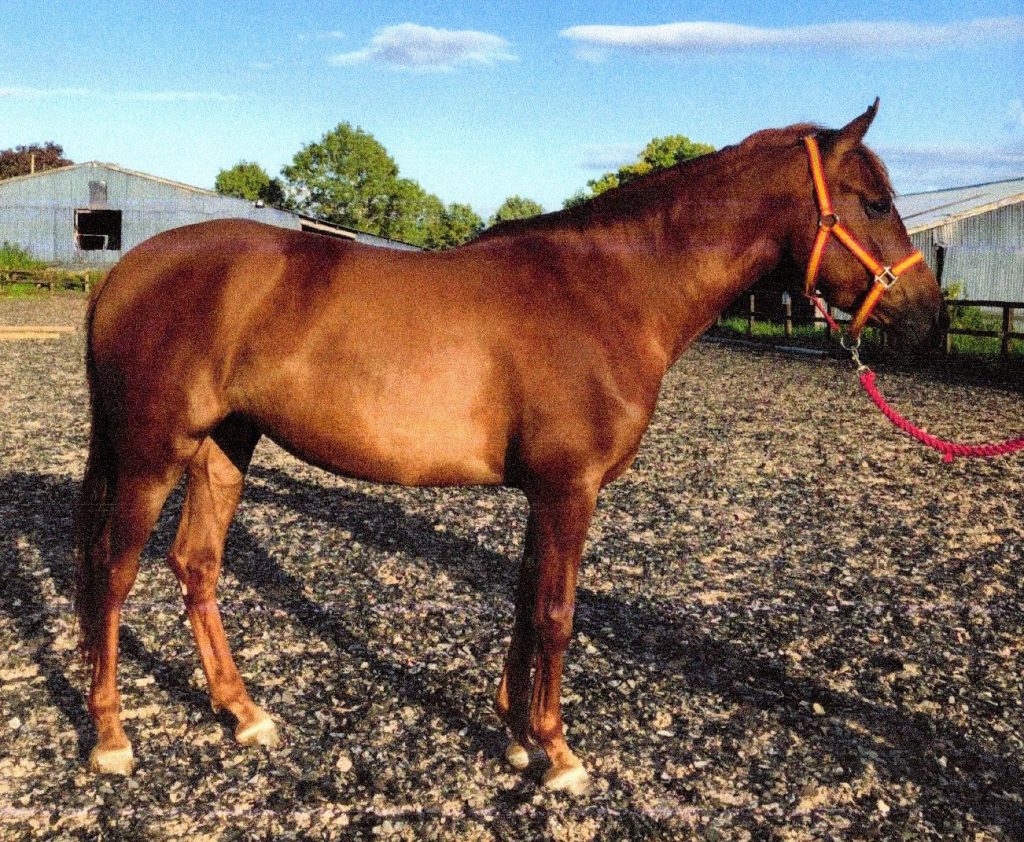 HispanoArab Horse British Auxillary Register for Uncertified or