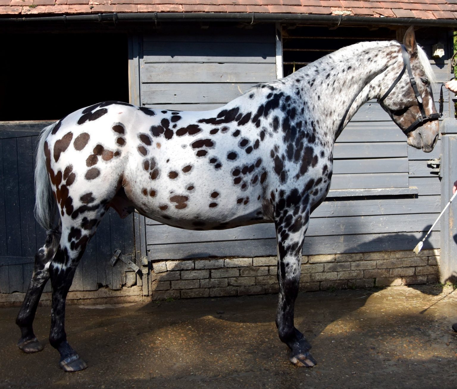 Breeding Approval & Grading for Spanish Spotted Saddle Horses The
